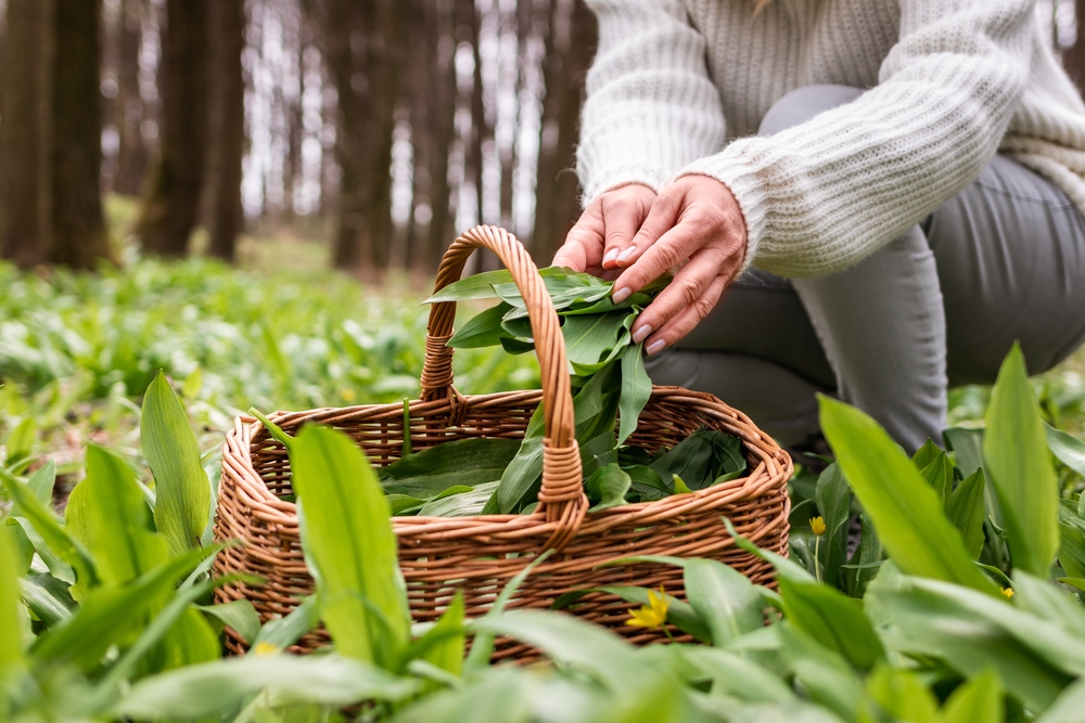 L'ail des ours, plante sauvage comestible