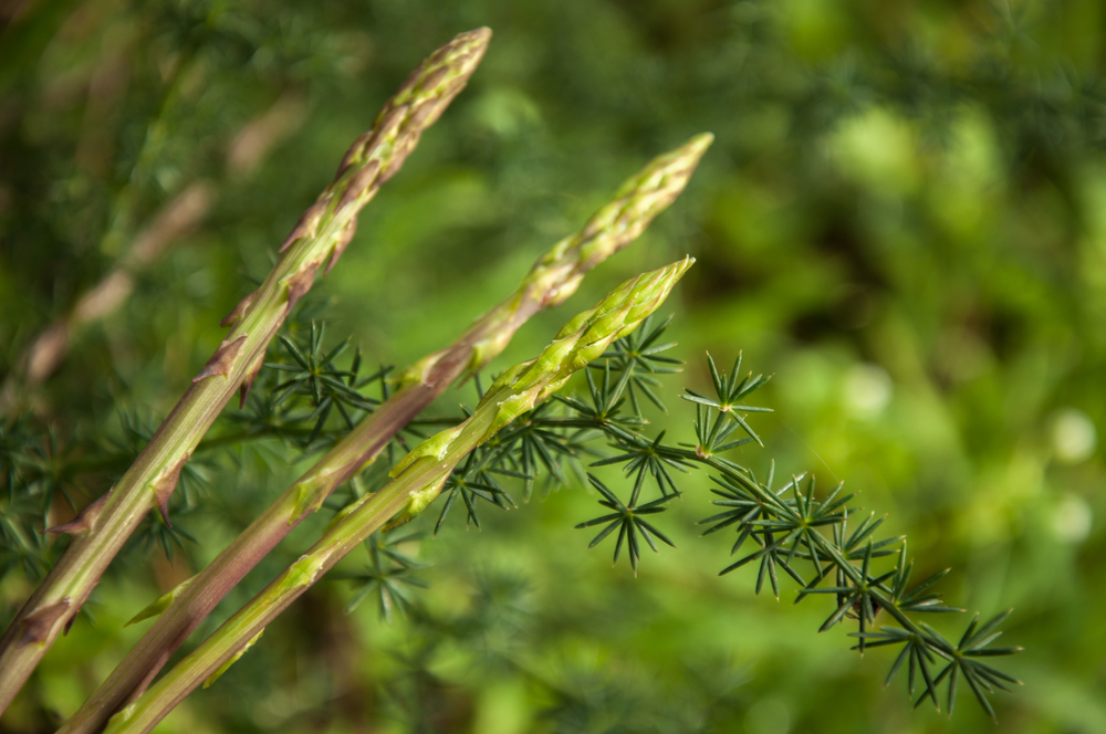 L'asperge sauvage, plante comestible