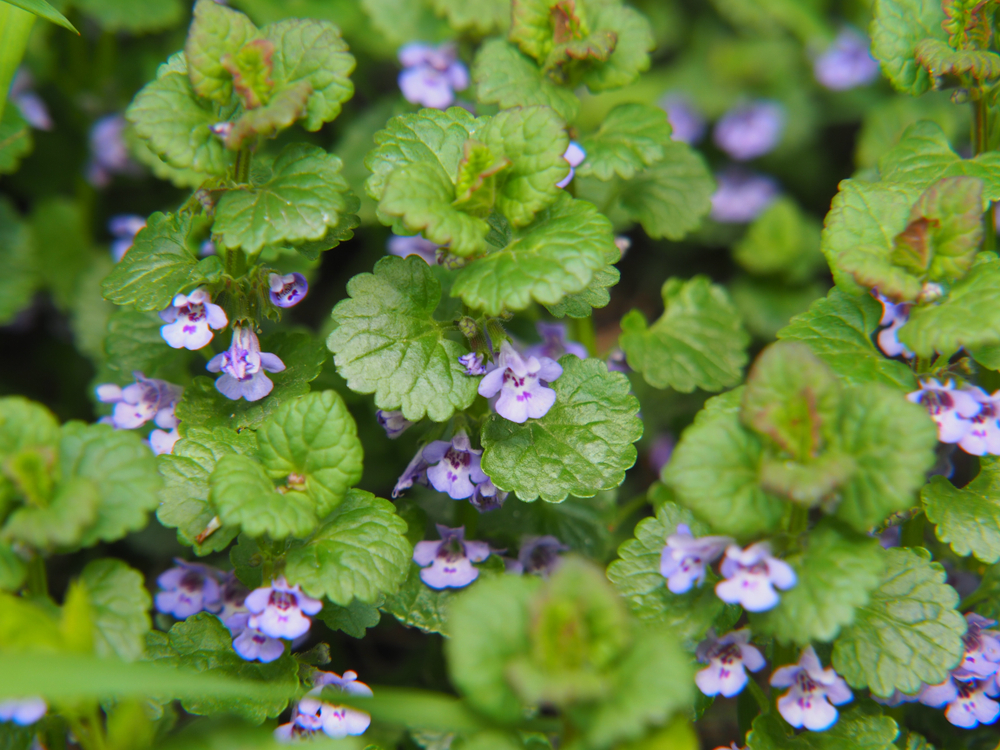Le lierre terrestre, plante sauvage comestible