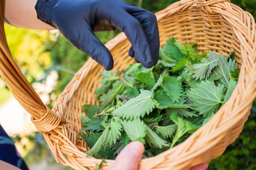 Les orties, plante sauvage comestible