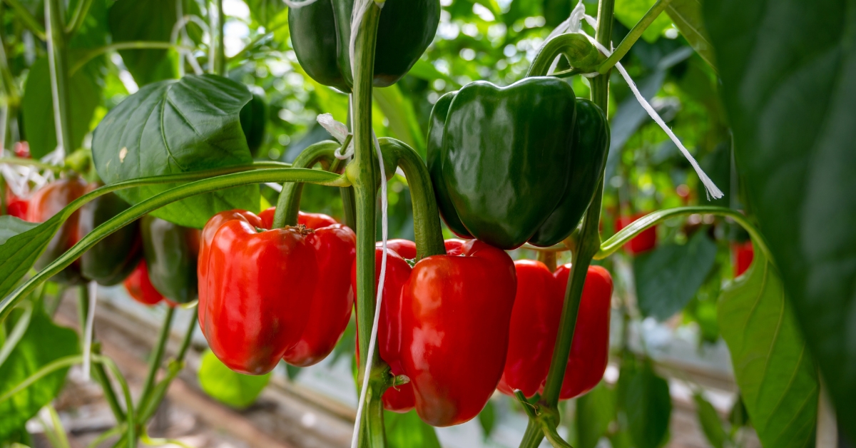 Comment réussir ses semis de poivrons et de piments année après année ?