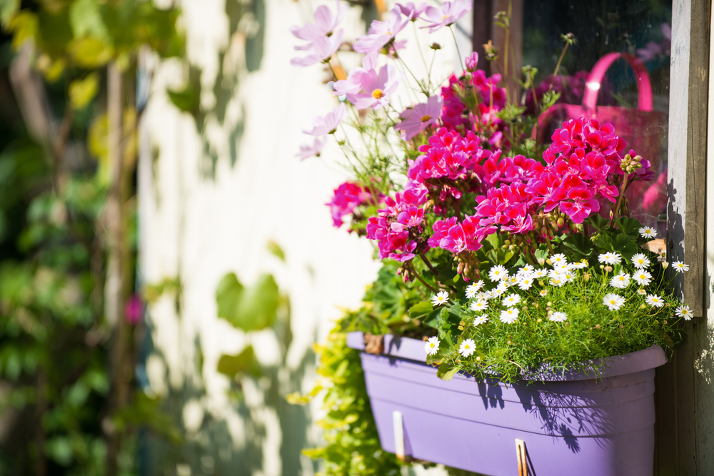 Les plantes au feuillage décoratif pour créer une jardinière