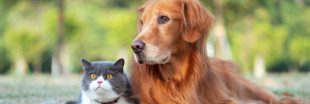 Chiens et chats : les soigner avec des produits naturels Chiens et chats : les soigner avec des produits naturels
