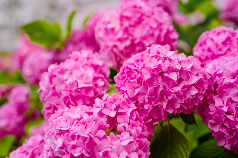 L'hortensia, plante pour terrasse à l'ombre