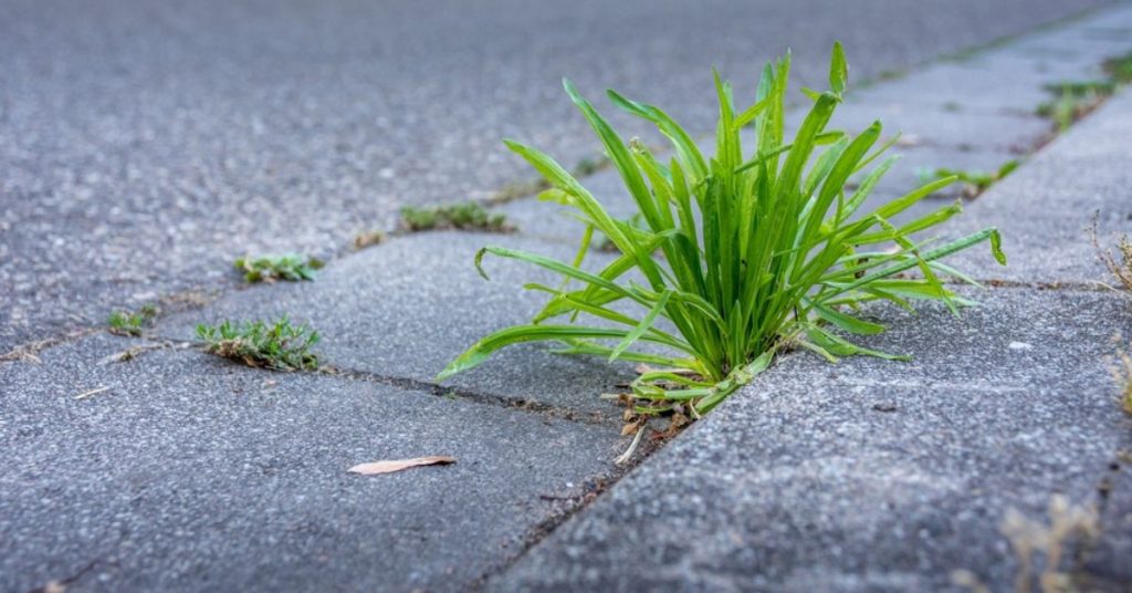 Enlever les mauvaises herbes des trottoirs autour de ma maison : qui doit le faire ? Enlever les mauvaises herbes des trottoirs autour de ma maison : qui doit le faire ?