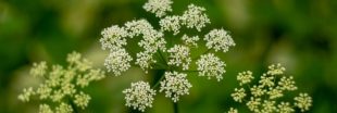 Les plantes toxiques dans votre jardin : un danger trop souvent ignoré