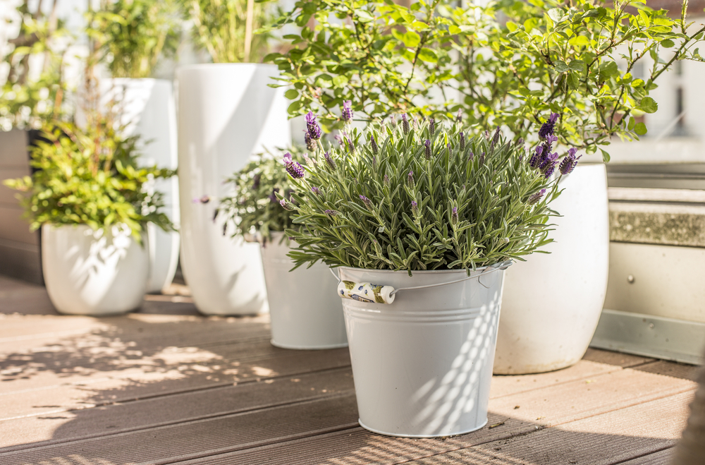 Quelles plantes pour aménager sa terrasse durablement ?