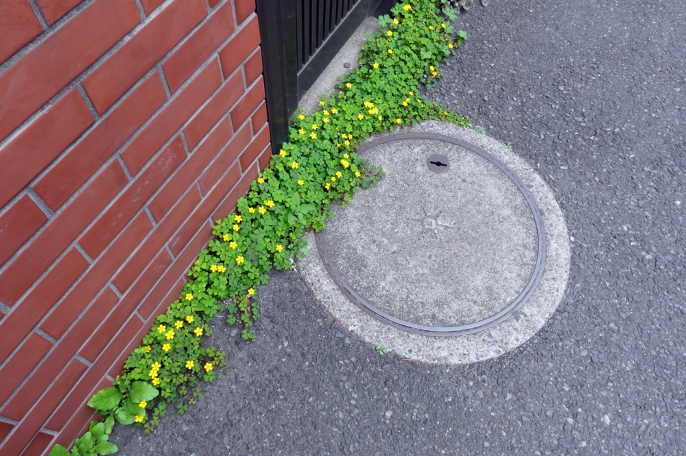 Comment se débarrasser des mauvaises herbes sur un trottoir ?