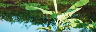 Cultiver un bananier au jardin : tout savoir sur la plus grande herbe du monde !