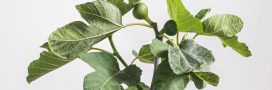 Les secrets de la culture du figuier en pot : 9 conseils pour profiter de figues sucrées