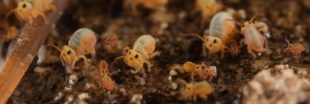 Comment chasser naturellement les collemboles de votre jardin ?