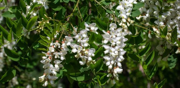 Des fleurs d'acacia