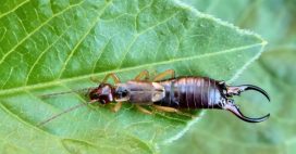 Le pince-oreille, allié méconnu et précieux du jardin