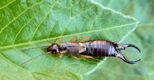 Le pince-oreille, allié méconnu et précieux du jardin