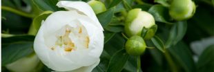 Secrets de jardiniers : comment réussir la culture des pivoines à coup sûr ?