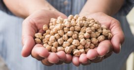 Les pois chiches, petits trésors de l’été !