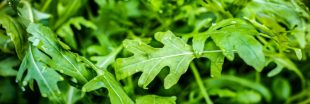La roquette sauvage : trésor nutritionnel unique à cueillir le long des chemins !