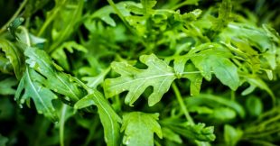 La roquette sauvage : trésor nutritionnel unique à cueillir le long des chemins !