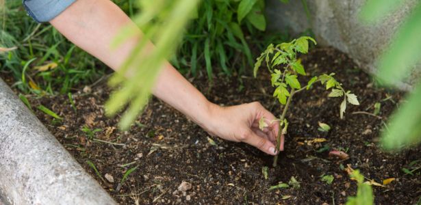 Comment cultiver les tomates ?