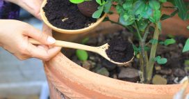 Zéro déchet – Comment utiliser votre marc de café au jardin ?