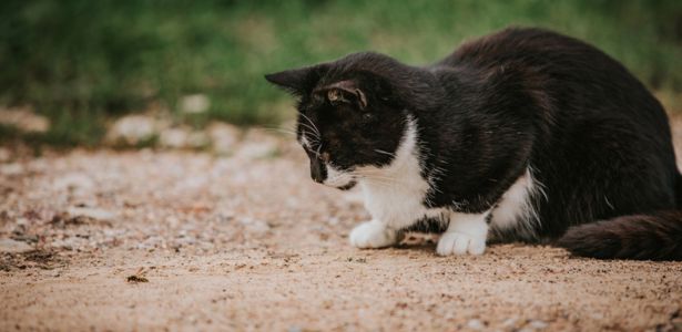 Que faire si mon chien ou mon chat est piqué par une guêpe ?