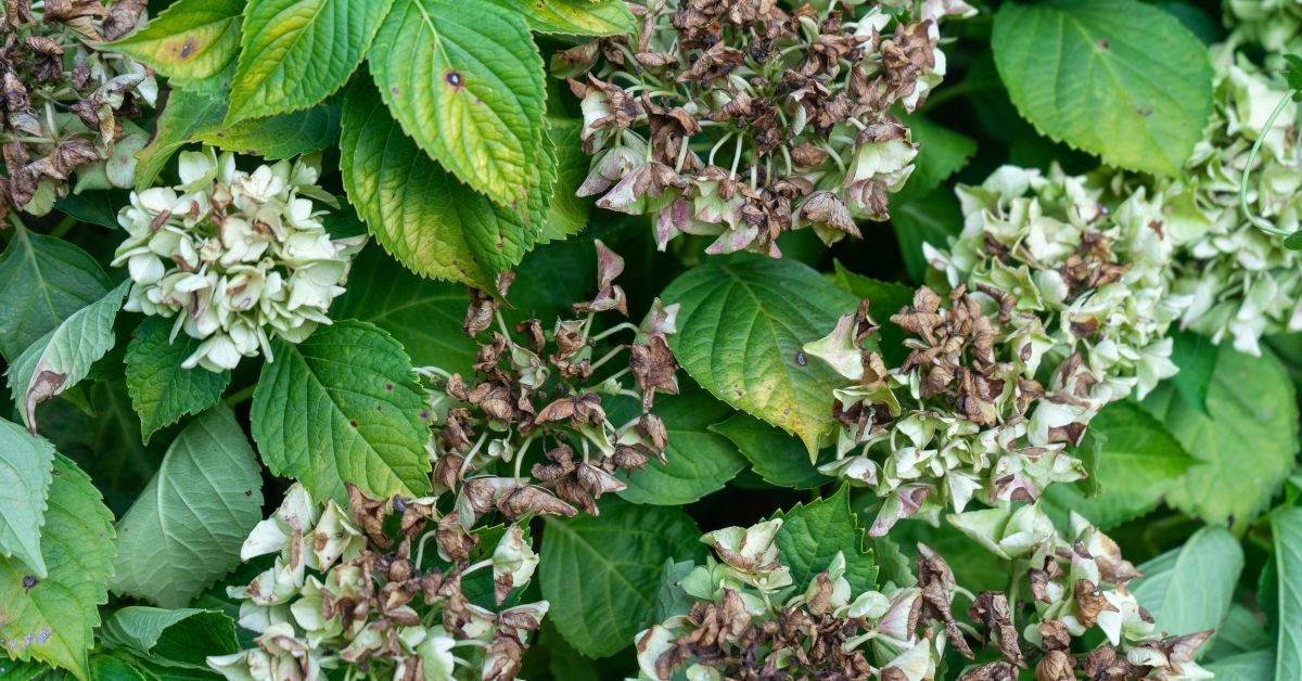 Les hortensias en été : faut-il couper ou laisser les fleurs fanées ? Les hortensias en été : faut-il couper ou laisser les fleurs fanées ?