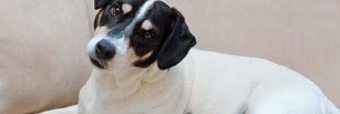 Curiosité canine : pourquoi votre chien penche-t-il la tête ?