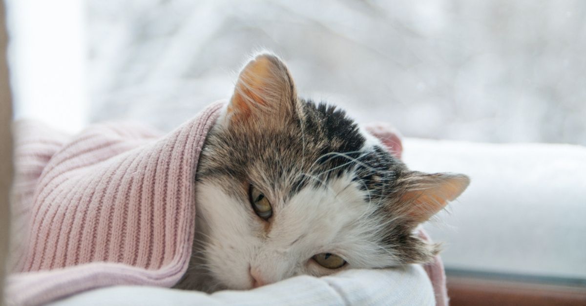 Le rhume du chat (coryza) : savoir reconnaître les premiers symptômes pour agir au plus vite