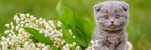 1er mai : gare au muguet toxique pour les chiens et chats !