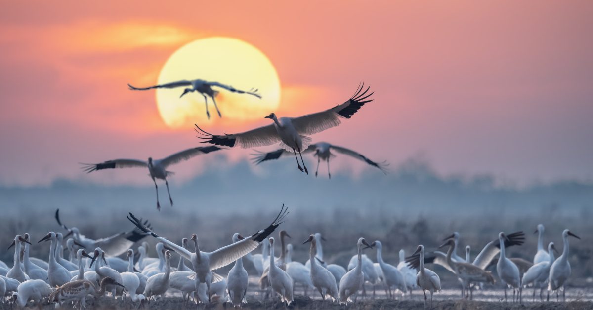 Les plus grandes migrations animales : un spectacle fascinant de la nature Les plus grandes migrations animales : un spectacle fascinant de la nature