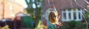 Pourquoi les araignées s’invitent dans ma maison Pourquoi les araignées s’invitent dans ma maison