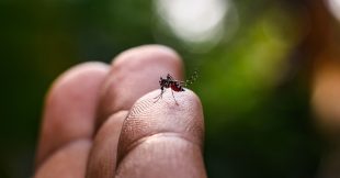 Climat : dengue et chikungunya s'installent durablement en Europe