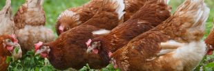 Comment bien veiller sur la santé de vos poules