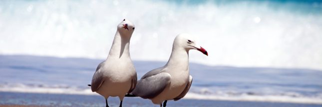 Les dangers du plastique sur la faune marine