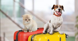 Faut-il un passeport pour son animal de compagnie ?