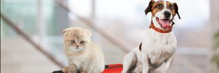 Faut-il un passeport pour son animal de compagnie ?