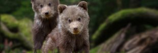 Oursons en cavale : une semaine de miel engloutie au zoo de Devon