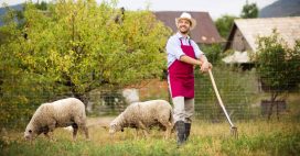 Écopâturage  : Leroy Merlin lâche les moutons sur votre gazon