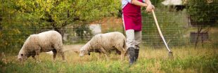 Écopâturage  : Leroy Merlin lâche les moutons sur votre gazon