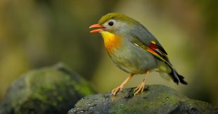 Le rossignol du Japon, une espèce envahissante ?